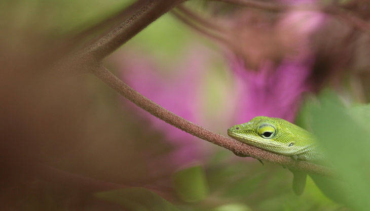 Contemplative Carolina anole Anolis carolinensis