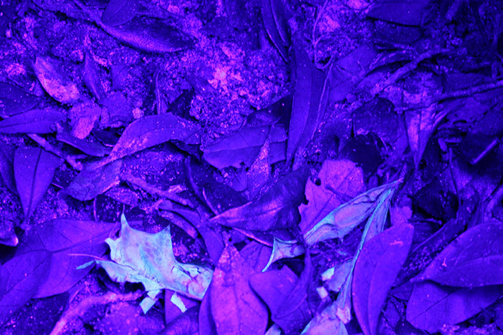 Leaf litter under ultraviolet light