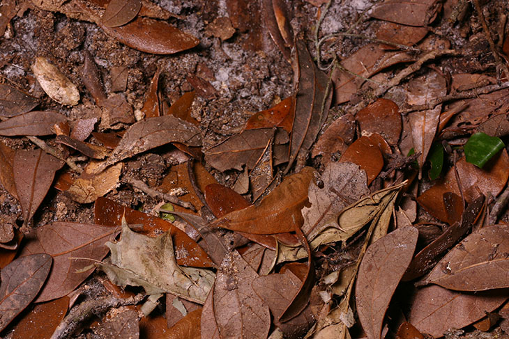 Leaf litter under normal light