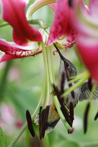 ruby-throated hummingbird Archilochus colubris on lily