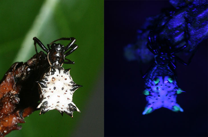 Micrathena gracilis in visible and ultraviolet light