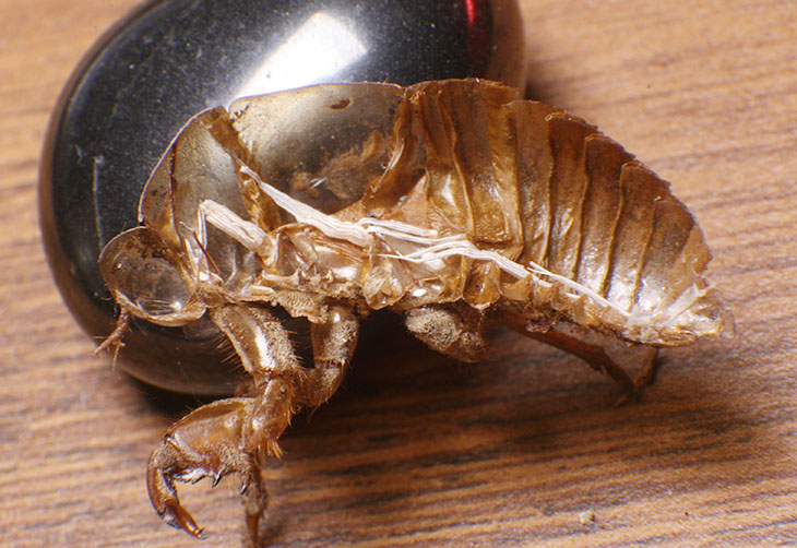 split cicada molt showing tracheoles