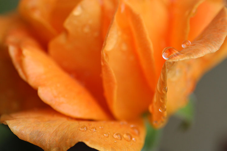 raindrops on orange rose