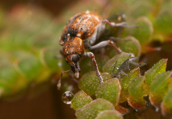 unknown weevil Curculionidae with aphid aphididae