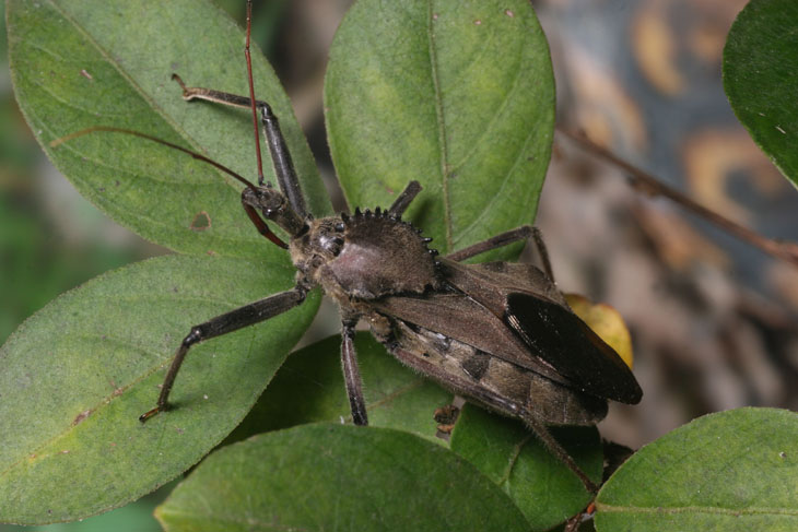 Wheel bug Arilus cristatus with fake background