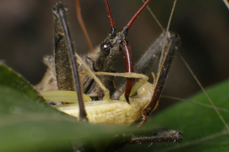 Wheel bug Arilus cristatus with captured narrow-winged tree cricket Oecanthus niveus