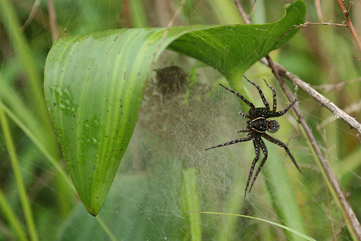 six-spotted fishing spider Dolomedes triton with nursery web under pickerelweed leaf