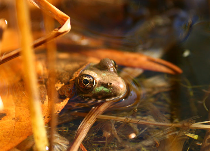 green frog Rana clamitans portrait
