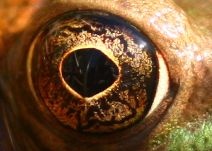 photographer's reflection in green frog's eye Rana clamitans