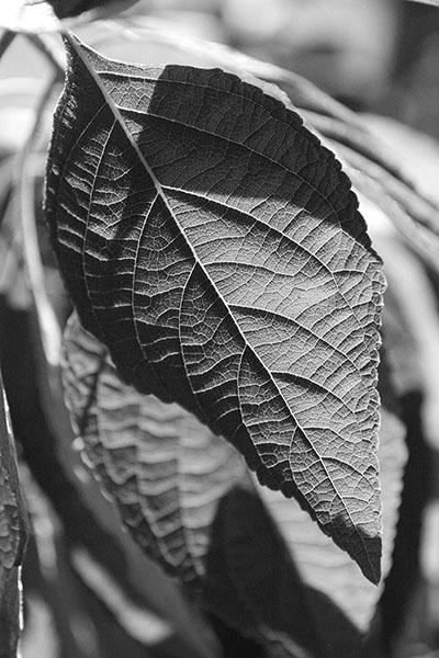 high contrast backlit leaf grayscale in red channel