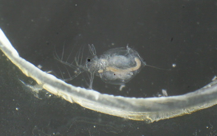 pregnant daphnia