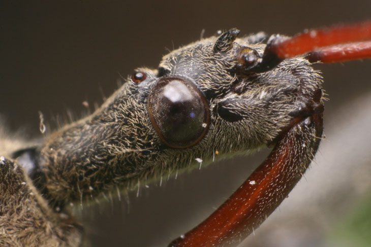 macro close up of wheel bug Arilus cristatus head