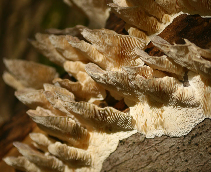 shelf fungus detail