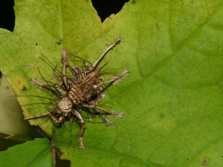 dead cricket consumed by fungus