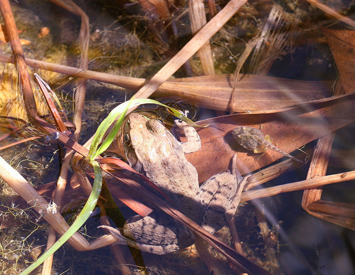 basking green frog Rana clamitans and tadpole