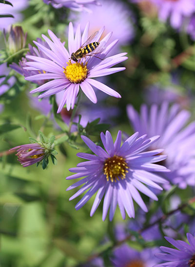 hoverfly on aster