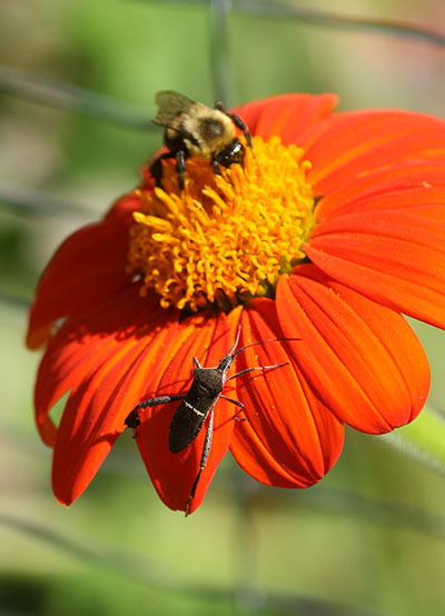 leaf-footed bug and bumblebee on some orange flower