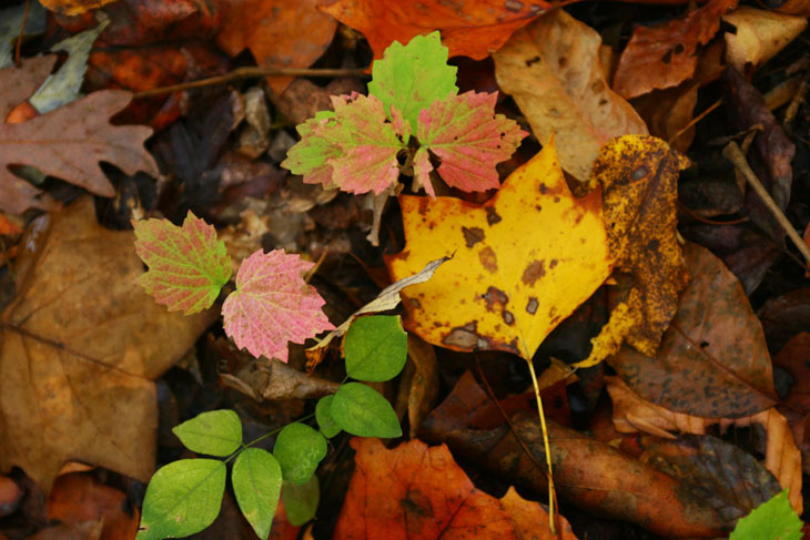 tiny saplings among autumn leaves