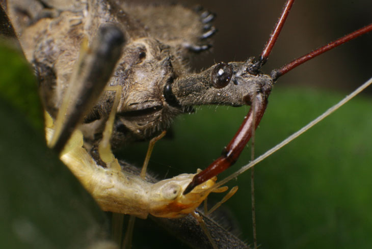 Wheel bug Arilus cristatus with captured narrow-winged tree cricket Oecanthus niveus