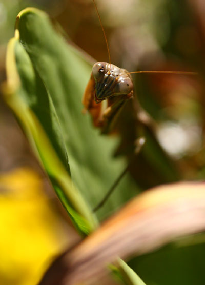 Chinese mantis Tenodera aridifolia sinensis portrait