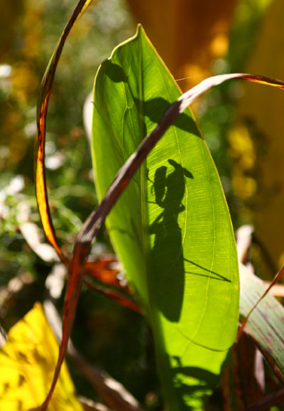 mantis silhouette on broad backlit leaf