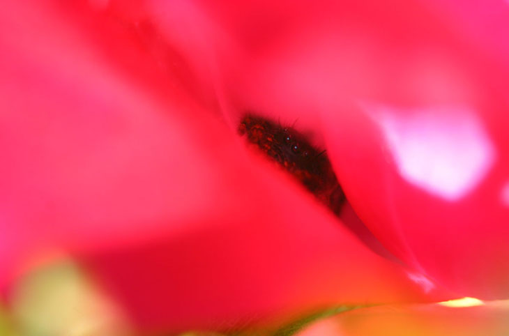 Jumpng spider Phidippus in rose blossom