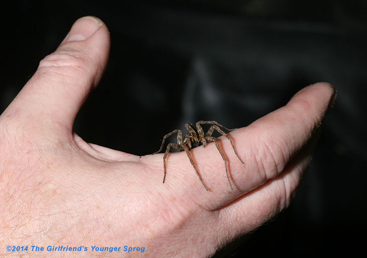 wolf spider Lycosidae on hand for scale