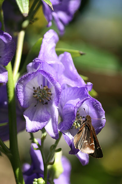 some purple flower and skipper
