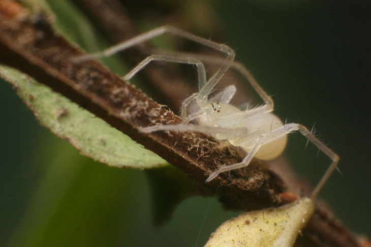 white sac spider, probably Wulfile, perhaps Wulfila albens