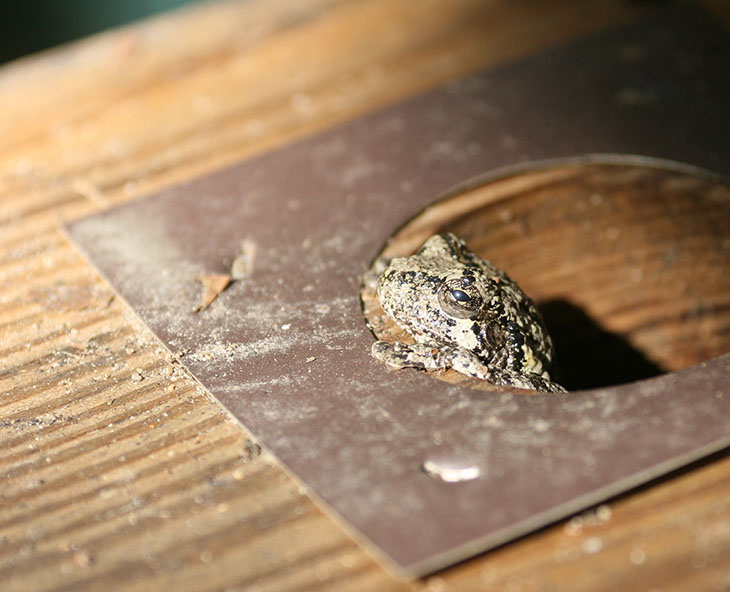 grey gray treefrog Hyla versicolor Hyla chrysoscelis in bluebird house