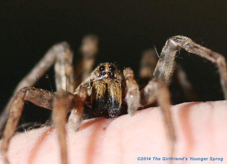 wolf spider Lycosidae facial closeup on hand