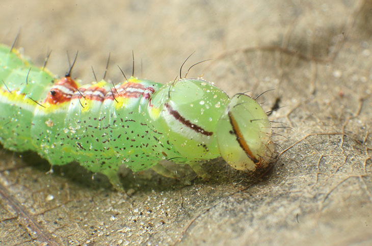 variable oakleaf caterpillar moth Lochmaeus manteo