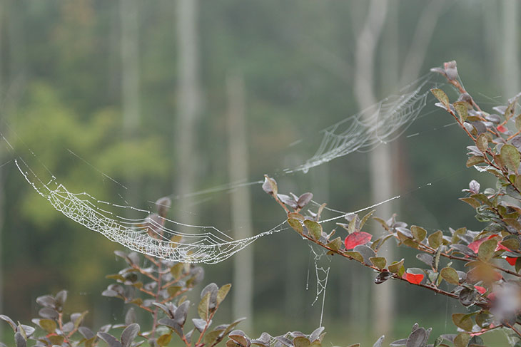 orb webs defined by mist drops