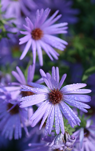 Purple flowers don't ask me