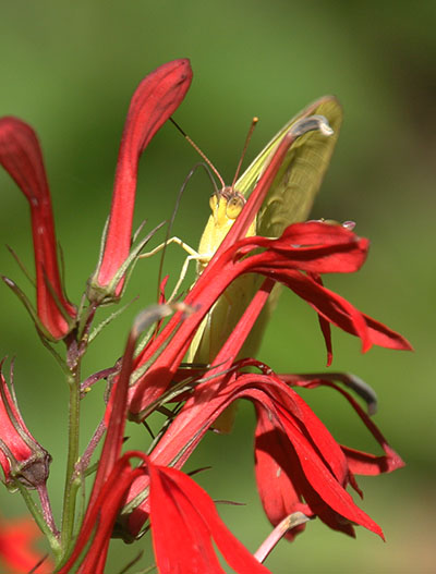 cloudless sulphur butterfly Phoebis sennae on cardinal flower Lobelia cardinalis