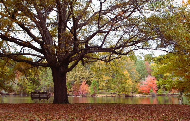 empty swing under spreading branches against autumn colors