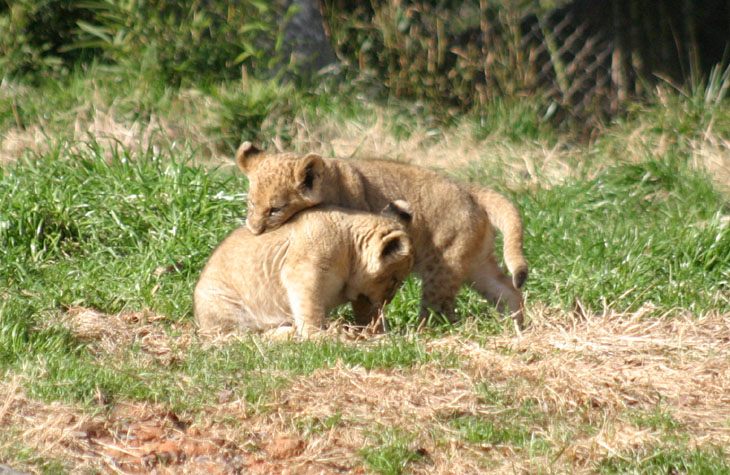 backbiting lion cubs