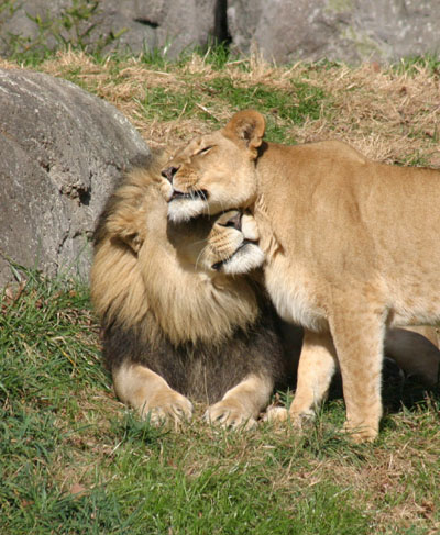 lion male and female nuzzling affectionately