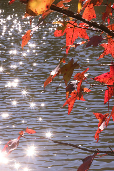 backlit red leaves against glittertrail starbursts