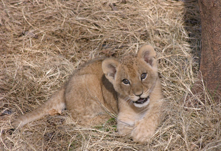 expressive lion cub portrait