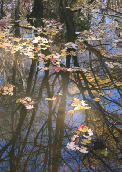 yellow floating leaves against bare branches and blue sky reflection