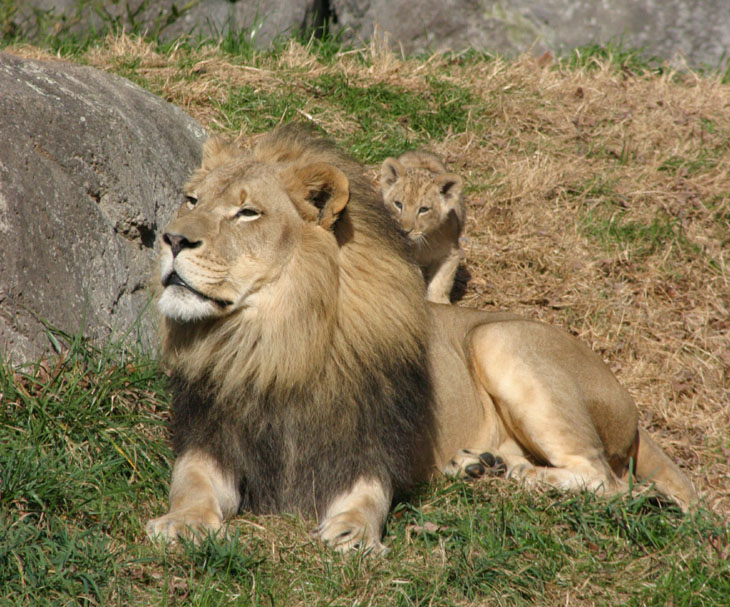 lion cub about to pounce on father