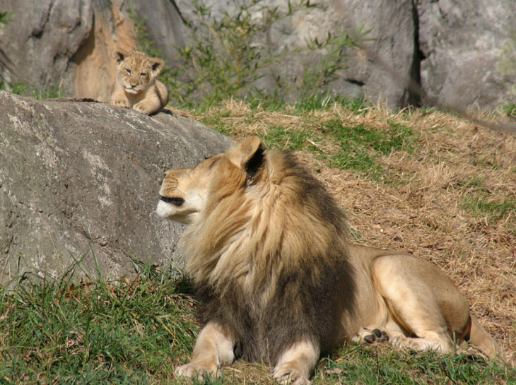 lion father and cub chillin' together