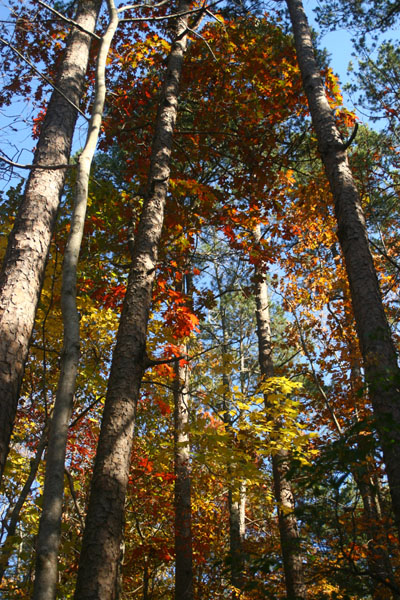 autumn trees against clear sky