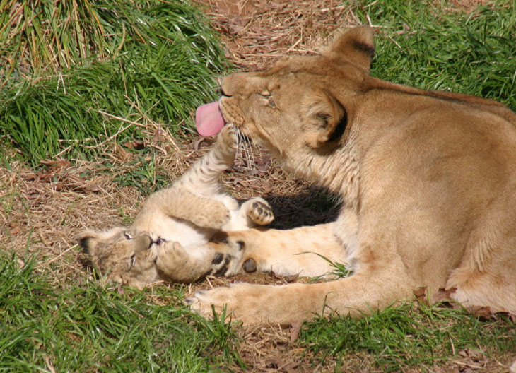 lion mother washing a protesting cub