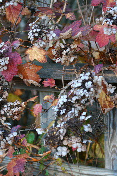 oak-leaf hydrangea Hydrangea quercifolia in autumn colors