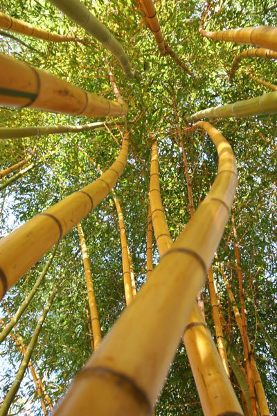 bamboo grove shot vertically