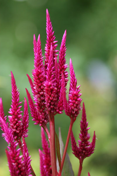 amaranth I think...