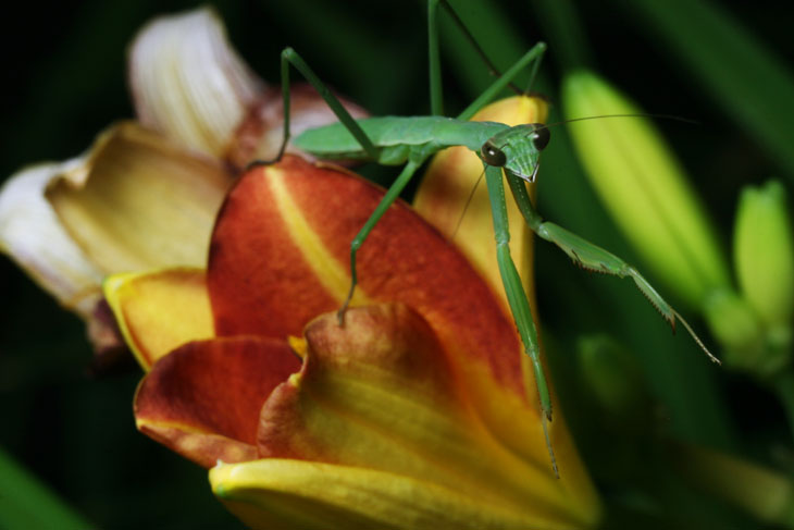 mantis on daylily