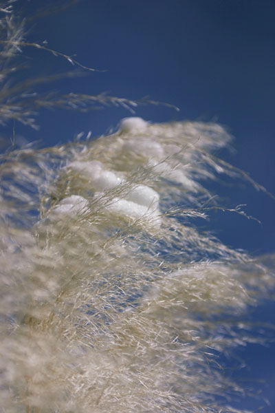 snow on pampas grass against blue sky